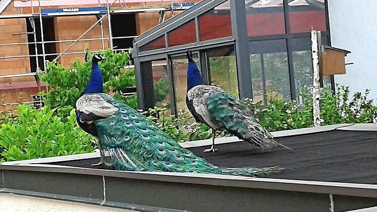 Einer von vielen Schnappschüssen: Pfaue auf dem Balkon Foto: privat