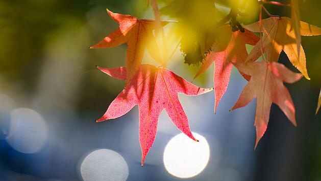 Meteorologischer vs. kalendarischer Herbstanfang: Warum es zwei Termine gibt - und was das bedeutet