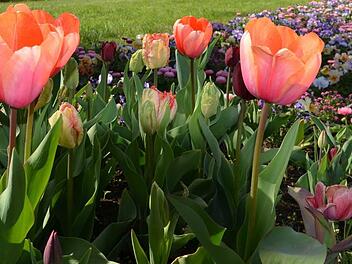 Die Initiatoren des Bürgerbegehrens haben nichts gegen Blumen, aber sie sind gegen eine Gartenschau im Landschaftsschutzgebiet. Foto: Archiv