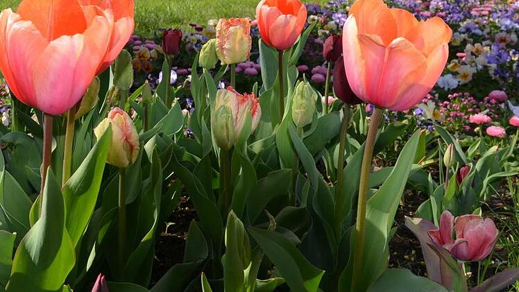 Die Initiatoren des Bürgerbegehrens haben nichts gegen Blumen, aber sie sind gegen eine Gartenschau im Landschaftsschutzgebiet. Foto: Archiv