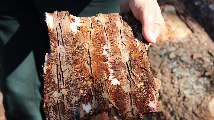 In der Rinde der Fichte zeigen sich deutlich die Spuren des  Borkenkäferbefalls. Foto: Vera Schiller