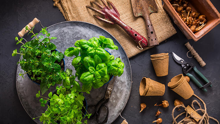 Kr&auml;uter, Pflanzen