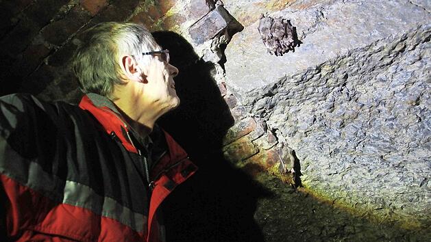 Dieter F&uuml;nfst&uuml;ck kontrolliert die Best&auml;nde beim Winterschlaf im Sulzthaler Bierkeller Foto: Carmen Schmitt