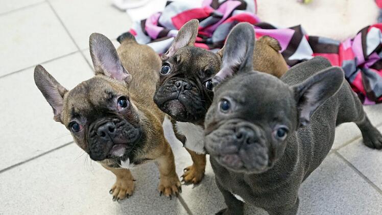 Die Hunde schauen gespannt auf die Kamera. Aktuell können sie noch nicht vermittelt werden.  Foto: Stephan Moderow/Tierheim Feucht