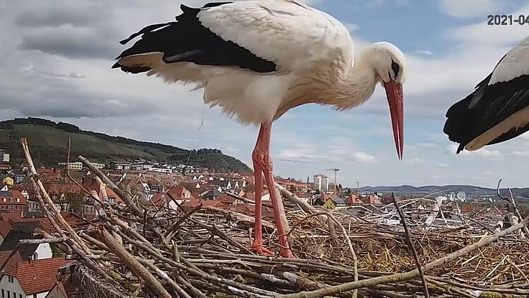 Diesen Blick aufs Hammelburger Storchennest können Internet-Nutzer rund um die Uhr miterleben.