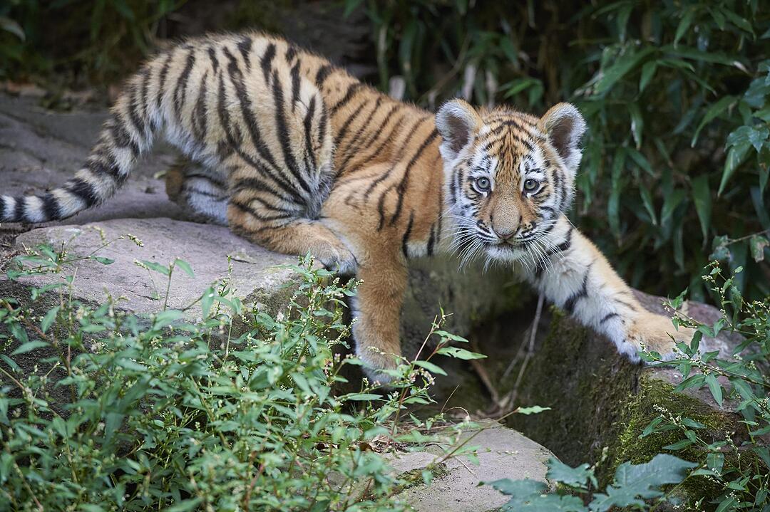 Kleine Tiger im Außengehege des Tiergartens Nürnberg
