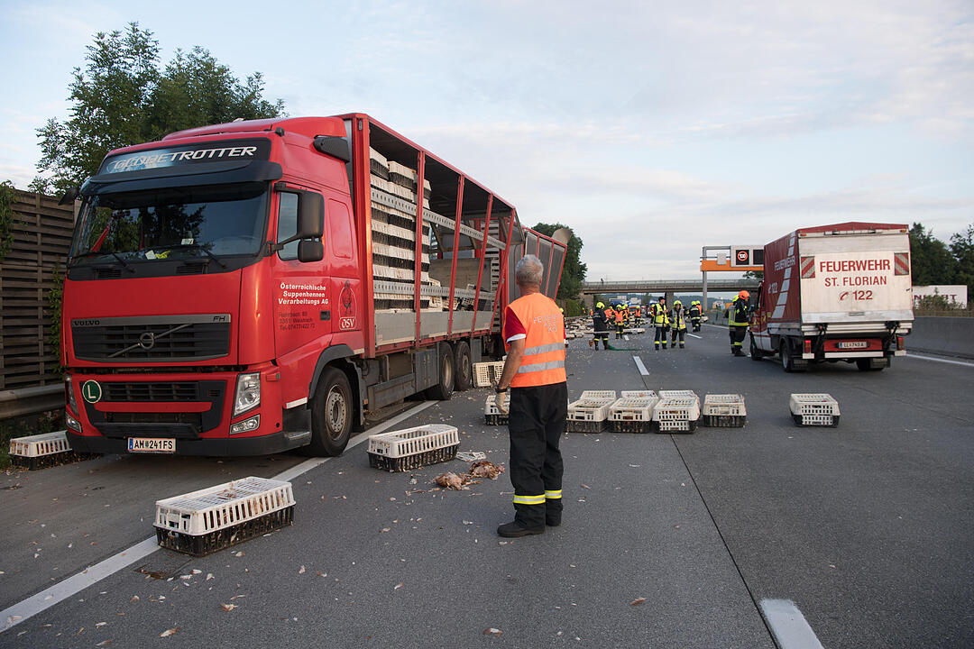 7 000 Hühner im Freilauf auf der Autobahn