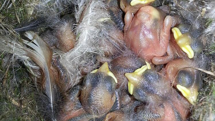 Junge Meisen im Nest Foto: Roland Meister