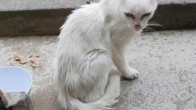 Tierheim Bamberg mit dringendem Appell: "Sonst geht es ihm schlecht" - Kater Petro ist krank