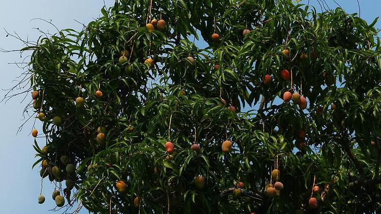 Wie Weihnachtskugeln. Überall sieht man reife Mangos an den Bäumen.