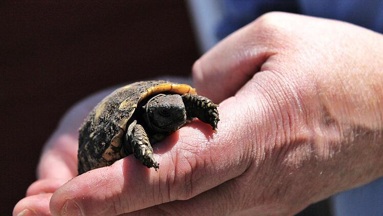 Am 25. Mai im Fernsehen: Anja Heim und Michael Hennings haben für ihre Schildkröten den Garten komplett umgebaut. Foto: Teresa Hirschberg