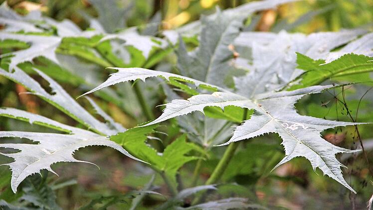 Die nächste Generation der Herkulesstaude erobert schon die Rodungsflächen im Maital.
