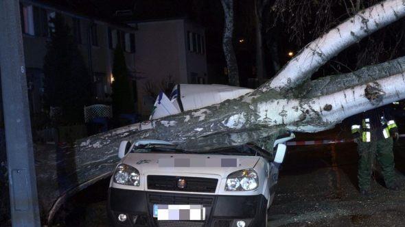 Sturmtief "Bennet" hinterließ auch in Franken seine Spuren. Wie hier im mittelfränkischen Nürnberg, stürzten zahlreiche Bäume um. Foto: NEWS5/Friedrich
