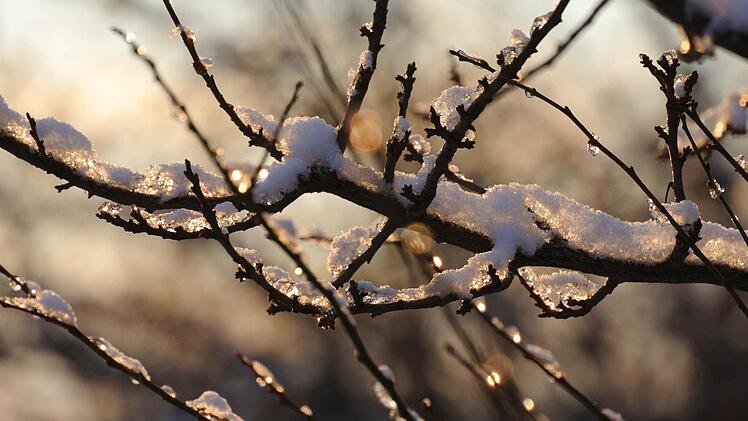 Morgensonne beleuchtet Wildgehölz. Die neuen Knospen schlummern.