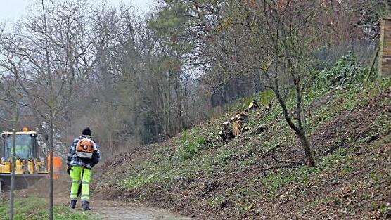 Entlang der Haßfurter Straße entfernten städtische Mitarbeiter Hecken und Gestrüpp am Hang.