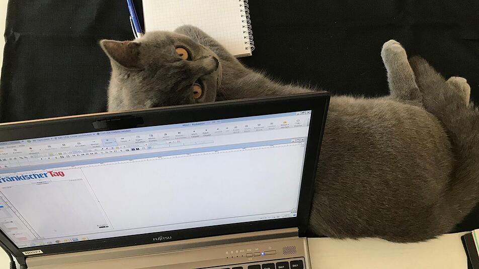 Bitte streicheln: Kater Carlos buhlt mit Frauchens Arbeit um deren Aufmerksamkeit. Foto: Jutta Rudel Bitte streicheln: Kater Carlos buhlt mit Frauchens Arbeit um deren Aufmerksamkeit. Foto: Jutta Rudel