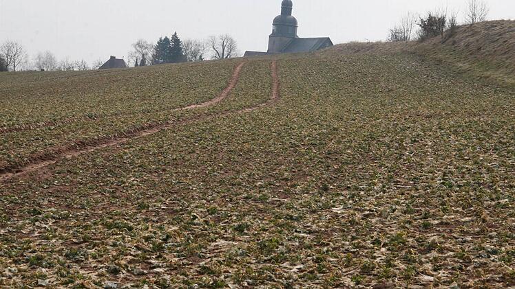 Bei den Rapsfeldern hängt der Haussegen schief: Denn nur die allerinnersten Sprossen treiben aus. Der Kronacher Kreisobmann befürchtet, dass sich die Pflanzen nur unzureichend verzweigen und dass dadurch die Ausbeute geringer wird.