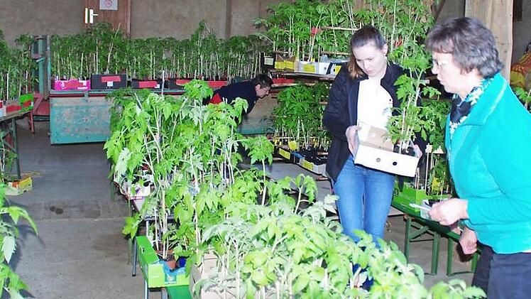 Für die Helferinnen war es nicht leicht, bei über 100 Sorten Tomatenpflanzen den Überblick zu behalten. Foto: Thomas Hümmer