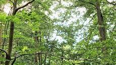 So stellt man sich eine gelungene Naturverjüngung im Laubwald vor.