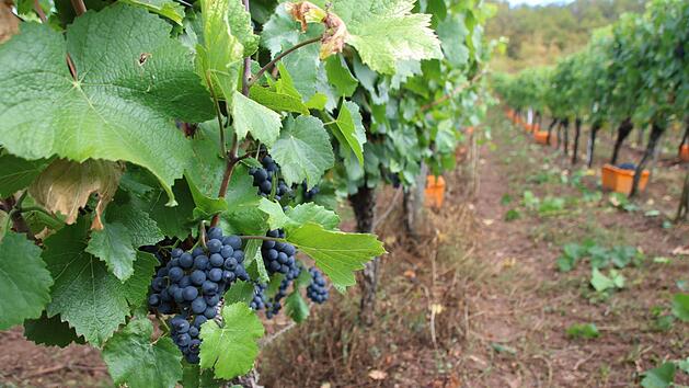 Rebst&ouml;cke bei Ziegelanger nahe Zeil Foto: Rebecca Vogt