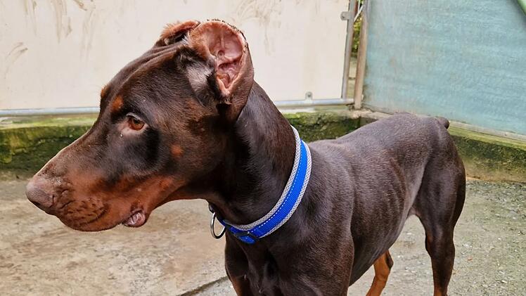Tierheim Würzburg entsetzt: Hund Loki wurde "regelrecht verstümmelt"