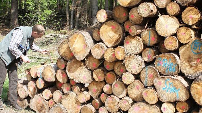 Kontrolle ist bei den Waldbauern in der Region angesagt, um die Borkenkäfer im Griff zu behalten. Foto: Archiv