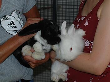 Zwei untrennbare Kaninchen-Freunde
