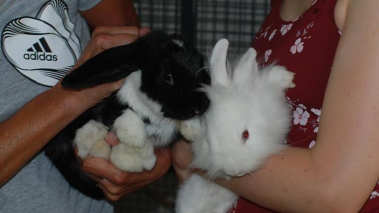 Zwei untrennbare Kaninchen-Freunde