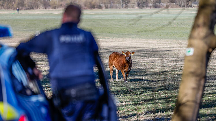 Fürth: Rind büxt aus und hält Polizei auf Trab - "Jagd" nimmt trauriges Ende