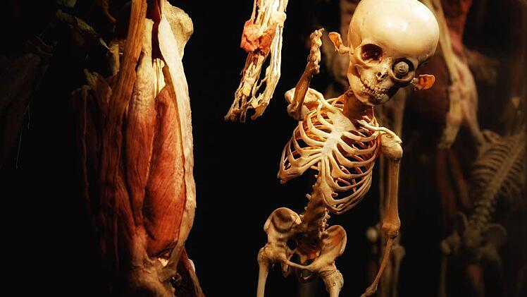 Die Ausstellung "Körperwelten - eine Herzenssache" wird noch bis zum 11. Februar im Quelle-Areal in Nürnberg gezeigt. Foto: Matthias Hoch