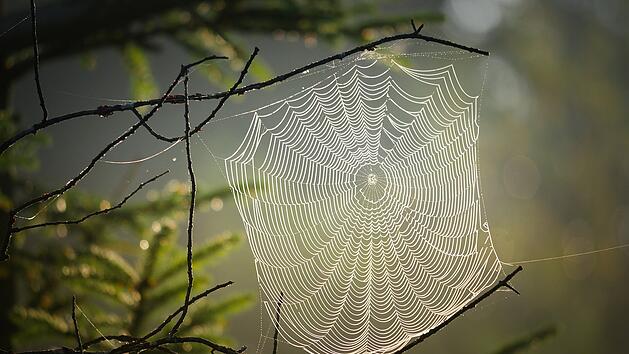 Symbolbild: Spinne, Spinnennetz