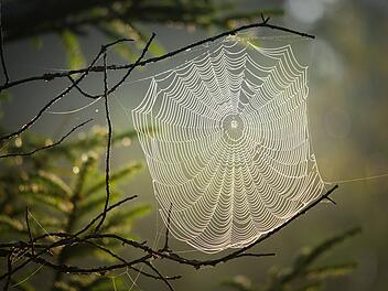 Symbolbild: Spinne, Spinnennetz