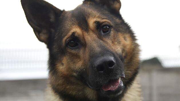 Tierheim Bamberg startet Aufruf zu Hund Boris - "am liebsten w&auml;re"