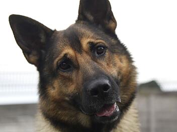 Tierheim Bamberg startet Aufruf zu Hund Boris - "am liebsten wäre"