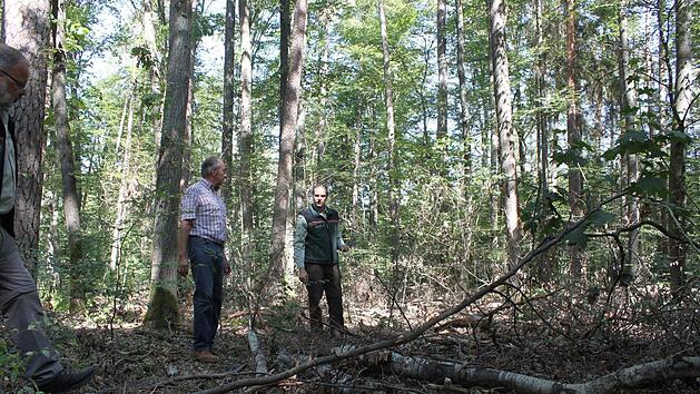 Waldbesitzer Gottfried Geiling und Revierleiter Benjamin G&ouml;bel stehen vor vertrockneten Jungb&auml;umen.Foto: Hans Kurz