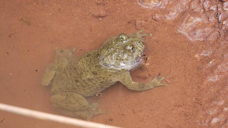 Der "Star"der Muggenbacher Tongruben: die Gelbbauchunke. Foto: Stephan Neumann