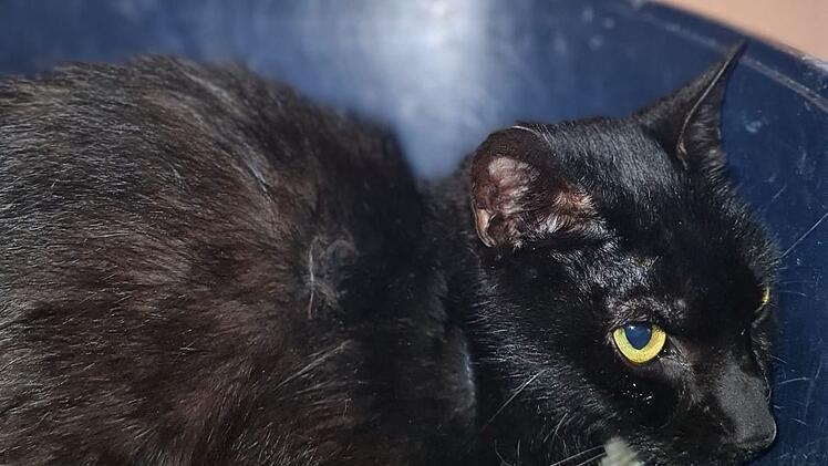 Tierheim Pfaffengrün: Mitarbeiter machen Horrorfund in Plastikkoffer - "Total traumatisiert"