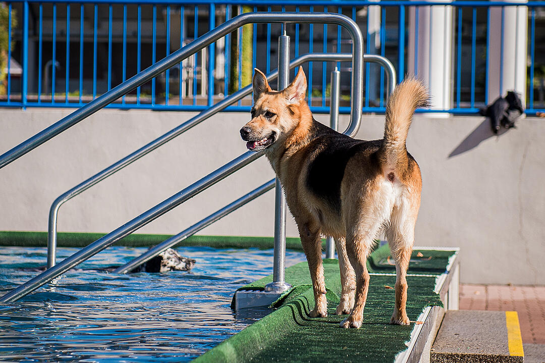 Leinen los! Hunderte Fellnasen erobern Freibad nach Saisonende