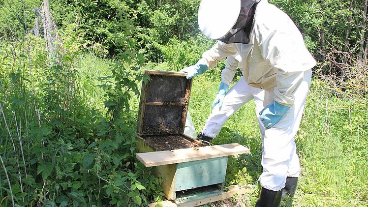 Klaus Ruppert sieht nach, wie viele Bienen im neuen Kasten sind. Der Holzbehälter bleibt noch einige Zeit dort stehen, damit alle Bienen aus dem Schwarm dorthin fliegen.  Foto: Friedwald Schedel