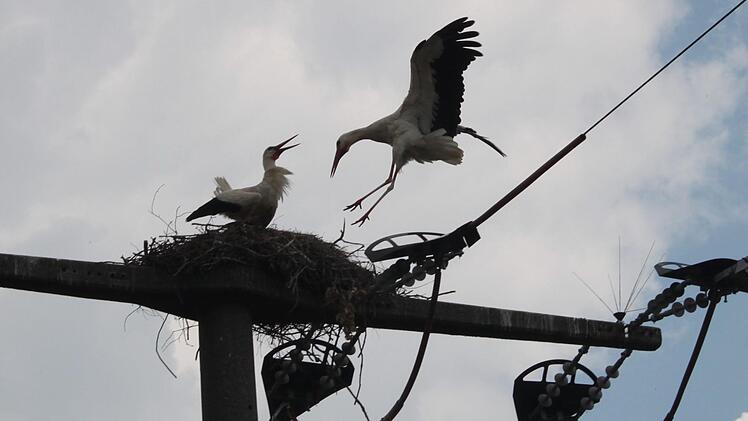 Die Störche bei Sigritzau Foto: Heinrich Kattenbeck