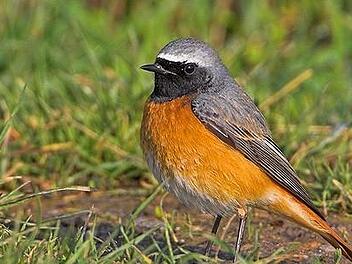 Der Gartenrotschwanz ist einer der Sänger im frühmorgendlichen Vogelstimmenchor.