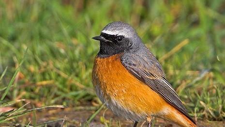 Der Gartenrotschwanz ist einer der Sänger im frühmorgendlichen Vogelstimmenchor.