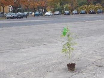 Kurioser Fund in Unterfranken: Marihuana-Pflanze mit eindeutiger Botschaft gefunden. Foto: Polizei