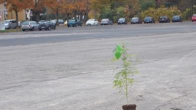 Kurioser Fund in Unterfranken: Marihuana-Pflanze mit eindeutiger Botschaft gefunden. Foto: Polizei