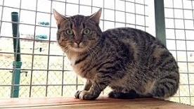 Katze Milo freut sich auf einen Ortswechsel. Foto: Tierheim Berganza