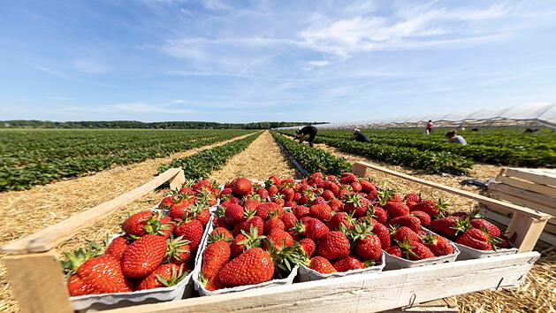 Erdbeeren, Erntezeit, Fr&uuml;chte, Feld