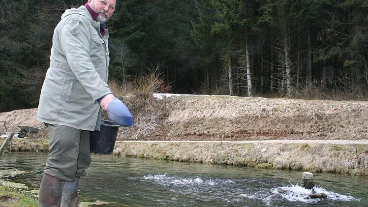 Wenn der Wüstensteiner Fischzüchter Karl-Peter Schwegel seine Forellen füttert, "kocht" das Wasser.