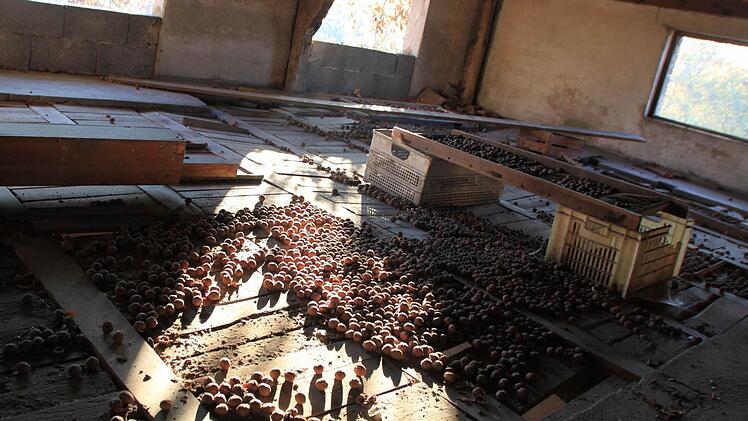 Vergessene Walnüsse an einem "lost place", auf dem Dachboden der Brauerei Foto: Matthias Einwag