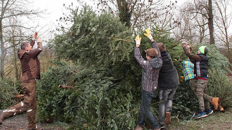 Unter der Regie von Jugendleiter Jörg Karger stapelt die Fischerjugend Gremsdorf die nicht mehr gebrauchten Weihnachtsbäume. Foto: Johanna Blum