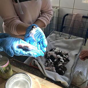 Illegaler Tiertransport mit mehr als 7000 Tieren gestoppt